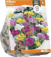 Plantenwinkel Allium Mini Mixed bloembollen per 25 stuks