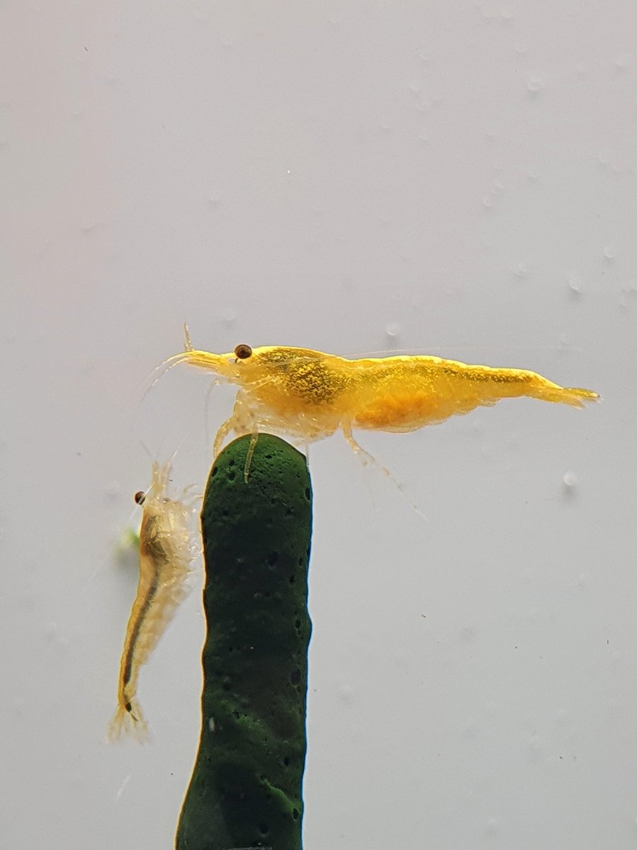 Shrimp barn - Shrimplollies (garnalen lolly) - Spirulina - Garnalen voer - Aquarium - 10 stuks
