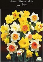 Plantenwinkel Narcissus Trompet Mix bloembollen per 300 stuks