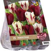 Plantenwinkel Urban Flowers Perfection bloembollen per 15 stuks