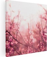 Artaza Canvas Schilderij Roze Bloesemboom Met Zonneschijn - 70x70 - Foto Op Canvas - Canvas Print