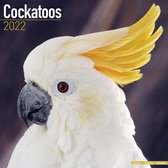 Cockatoos - Kakadus 2022