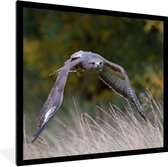 Affiche avec cadre Buse - Ciel - Herbe - 40x40 cm
