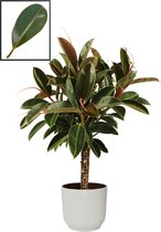 Ficus Elastica ‘Melany’ in ELHO Vibes Fold Rond sierpot  (zijdewit) – ↨ 90cm – ⌀ 22cm