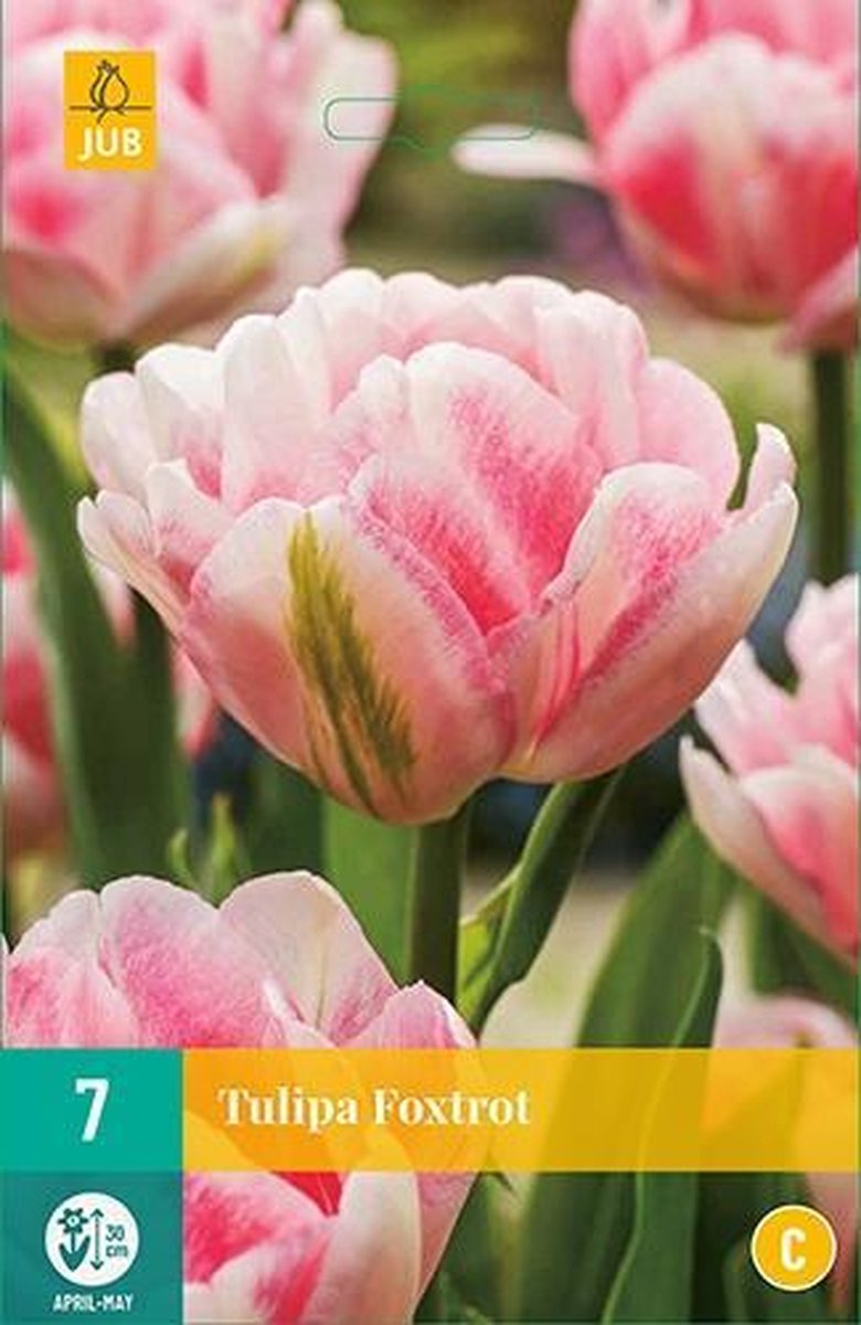 X 7 Tulipa Foxtrot