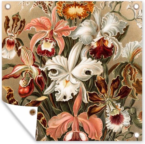 Tuin poster Orchidee - Ernst Haeckel - 200x200 cm - Tuindoek - Buitenposter