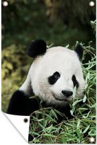 Tuinposter - Tuindoek - Tuinposters buiten - Panda - Bamboe - Plant - 80x120 cm - Tuin