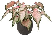 XL Caladium Pearl Blush met pot Owen Brown ↕60cm - Kamerplant