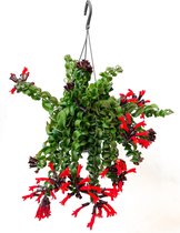 Aeschynanthus lipstick 'Lobbianus Twister' in hangpot! [Urban Jungle - Kamerplant - Hangplant - Trendy - Makkelijk - Easy plant]