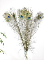 Pauwenveren -  10 stuks - Droogbloemen - 100 cm - Natuurlijk Bloemen