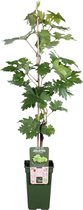 Fruitgewas van Botanicly – Wijnstok – Hoogte: 50 cm – Vitis vinifera Lakemont