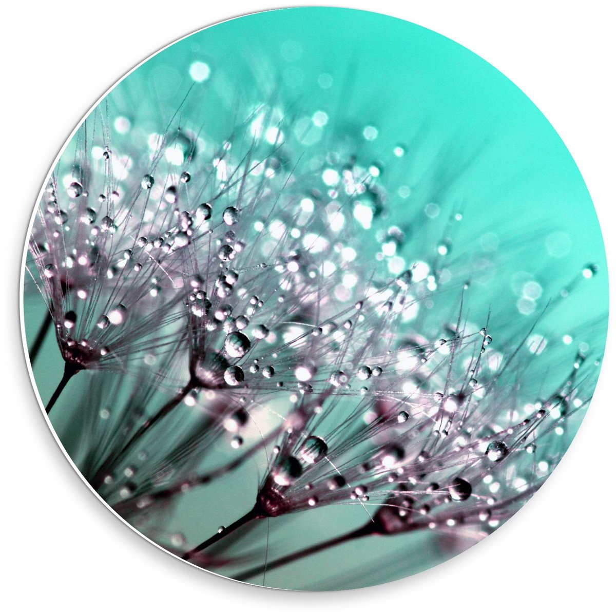 KuijsFotoprint Schilderij - Close Up Paardenbloem - Blauw En Paars - 30 X 30 Cm