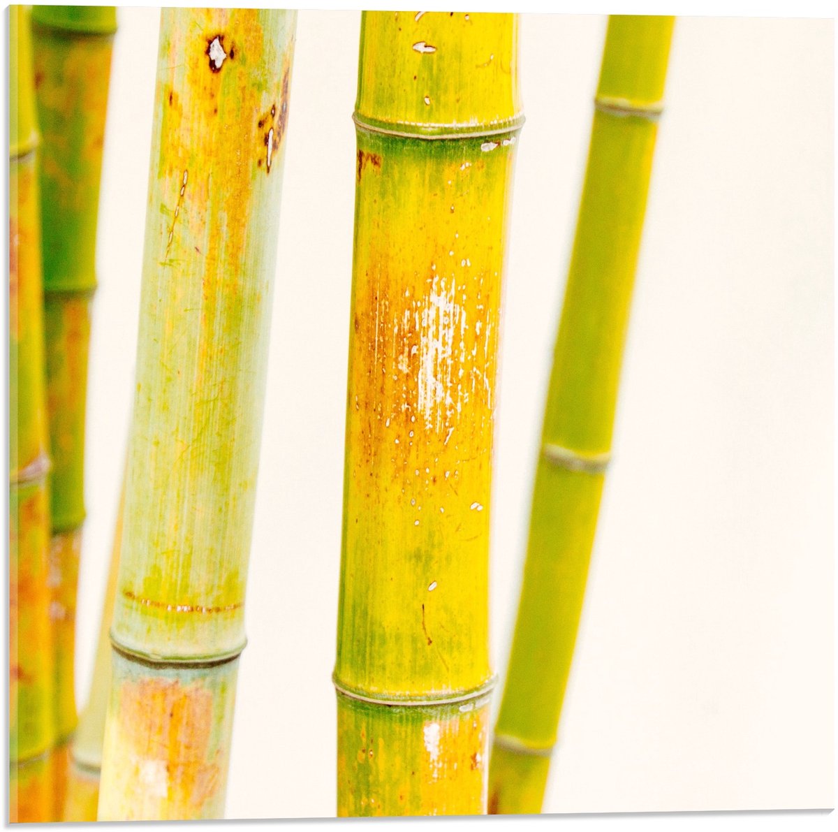 KuijsFotoprint Acrylglas - Groene Bamboe Stokken - 50x50cm Foto op Acrylglas (Wanddecoratie op Acrylglas)