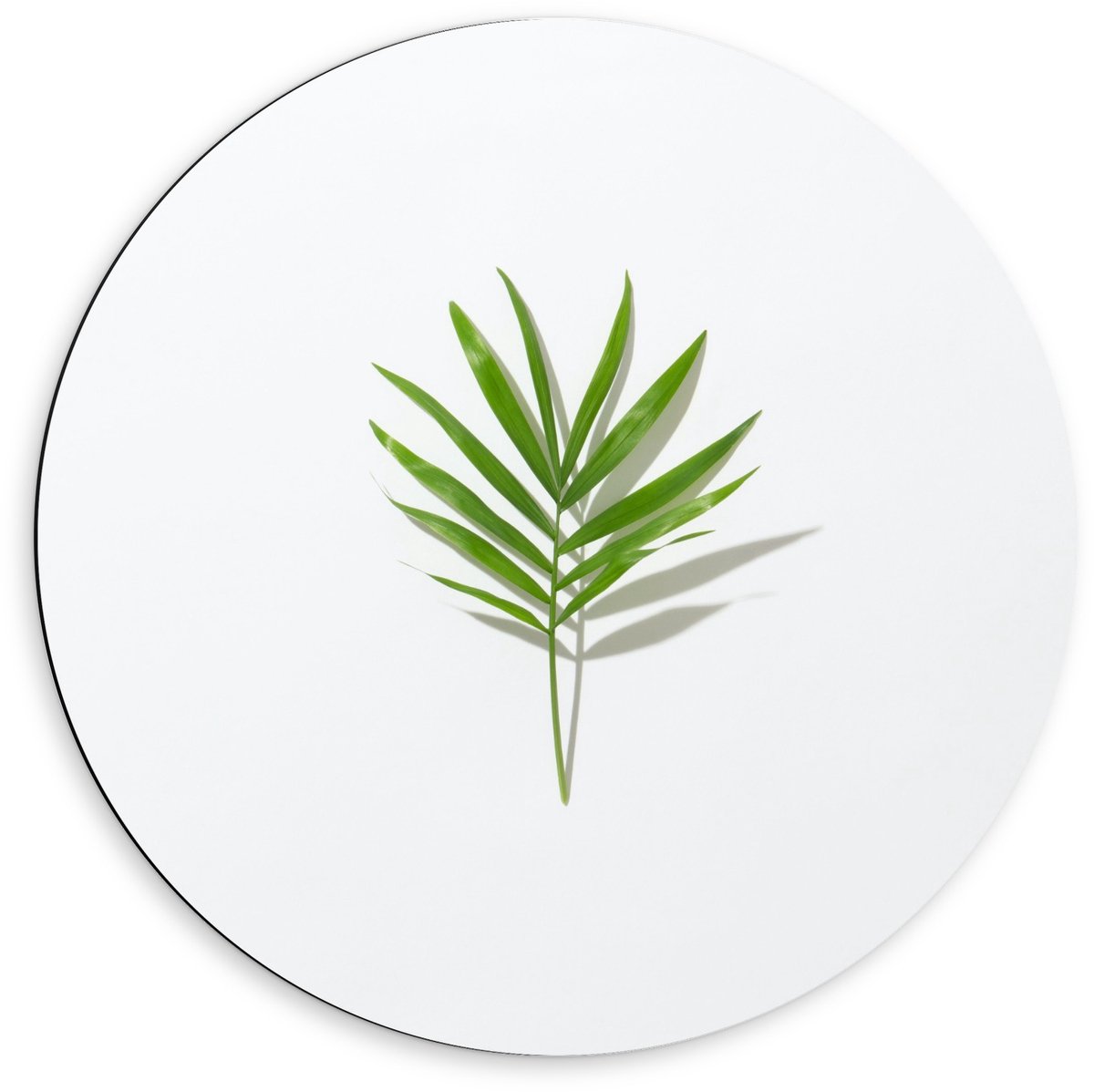KuijsFotoprint Dibond Wandcirkel - Groen Blaadje met Witte Achtergrond - 60x60cm Foto op Aluminium Wandcirkel (met ophangsysteem)