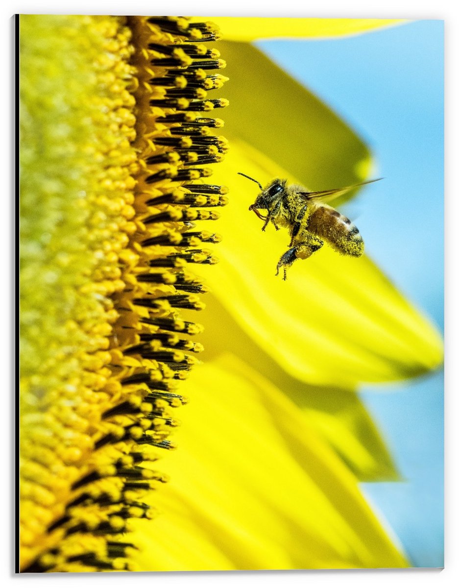 KuijsFotoprint Dibond - Wesp Zwevend bij Gele Bloem - 30x40cm Foto op Aluminium (Wanddecoratie van metaal) Blauw