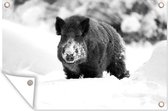 Muurdecoratie Wroetend everzwijn in de sneeuw - zwart wit - 180x120 cm - Tuinposter - Tuindoek - Buitenposter