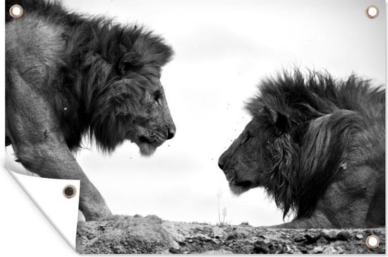 Tuindecoratie Twee leeuwen vrienden kijken elkaar aan - zwart wit - 60x40 cm - Tuinposter - Tuindoek - Buitenposter