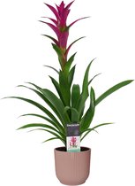 Bloem van Botanicly – Guzmania in roze ELHO plastic pot als set – Hoogte: 60 cm – Guzmania Alerta