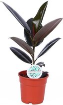 Kamerplant van Botanicly – Rubberboom – Hoogte: 45 cm – Ficus elastica Abidjan