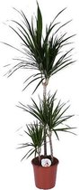 Kamerplant van Botanicly – Drakenboom – Hoogte: 140 cm – Dracaena Marginata