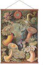 Poster In Posterhanger - Actiniae - Kader Hout - Ernst Haeckel - Vintage - 70x50 cm - Ophangsysteem