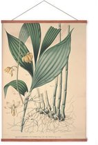 Poster In Posterhanger - Vintage Orchidee - Kader Hout - Planten - 70x50 cm - Ophangsysteem