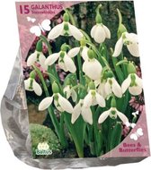 Bees & Butterflies - Galanthus Woronowii per 15| Bloembollen | Flower bulbs | Najaarsbloeier |Bulb les fleurs