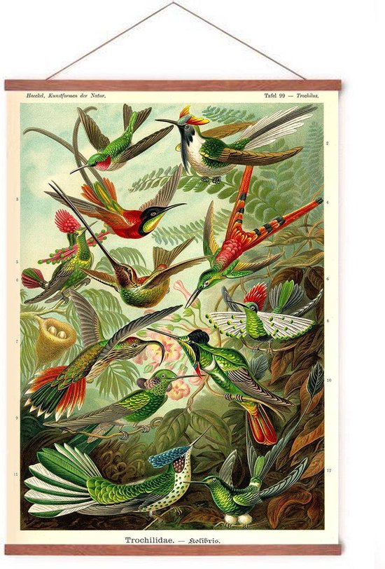 Poster In Posterhanger - Kolibries - Kader Hout - Vintage Dieren - Ernst Haeckel - 70x50 cm - Ophangsysteem