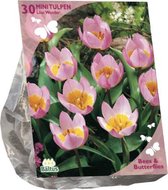 Bees & Butterflies - Tulipa Bakari Lilac Wonder per 30| Bloembollen | Flower bulbs | Najaarsbloeier |Bulb les fleurs