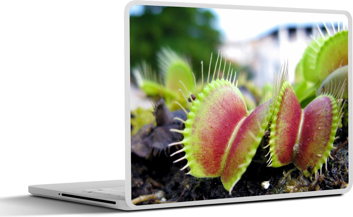 Afbeelding van product SleevesAndCases  Laptop sticker - 15.6 inch - Een aantal Venus Vliegenvallen op een steen
