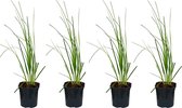 Bloomique | XL Cortaderia 'Mini Pampas' - Dwergpampasgras per 4 stuks - Buitenplant in kwekerspot ⌀17 cm - Hoogte 25 cm