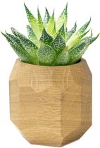 Oakywood Geometric Plant Pot - Massief Eiken - Luxe Houten Kleine Plantenpot Bureauaccessoire