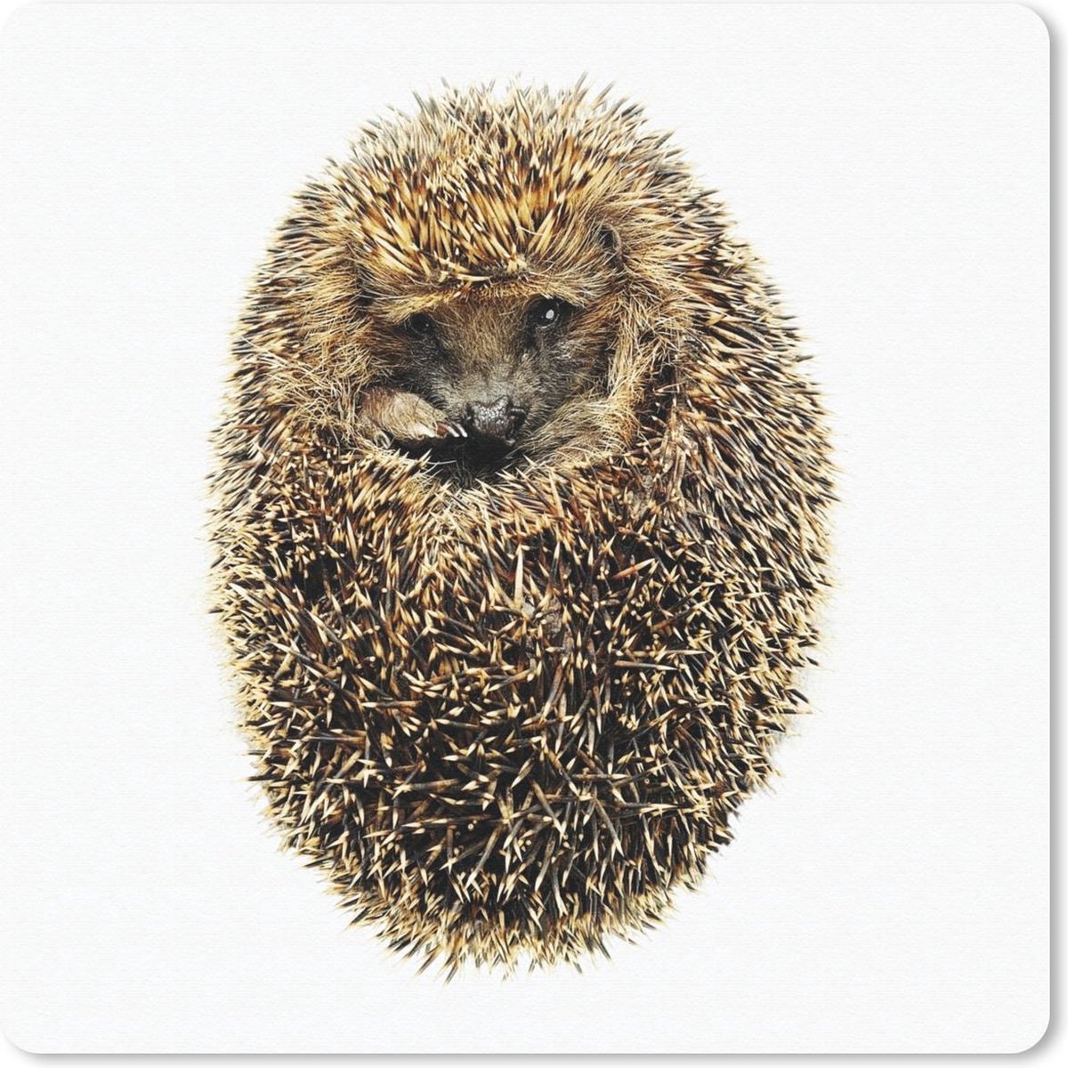 Muismat 30x30 cm - Mousepad Egel - Wit - Bruin - Neus - Muismatten