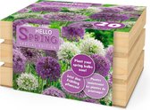 20x Sierui - Allium - Mix 'Hello Spring' - Paars - 20 bollen