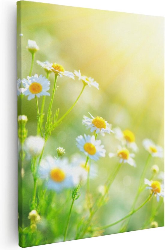 Artaza Canvas Schilderij Witte Kamille Bloemen Met Zonneschijn - 80x100 - Groot - Foto Op Canvas - Canvas Print