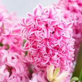 KH Bloembollen - 25 hyacint bollen - Kleur Roze
