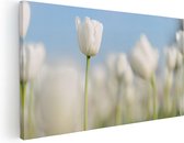 Artaza Canvas Schilderij Witte Tulpen - Bloemen - 100x50 - Groot - Foto Op Canvas - Canvas Print