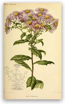 Antique Flowers Bloemen Print Poster Wall Art Kunst Canvas Printing Op Papier Living Decoratie 60X100cm Multi-color