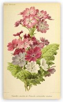 Antique Flowers Bloemen Print Poster Wall Art Kunst Canvas Printing Op Papier Living Decoratie 50X80cm Multi-color