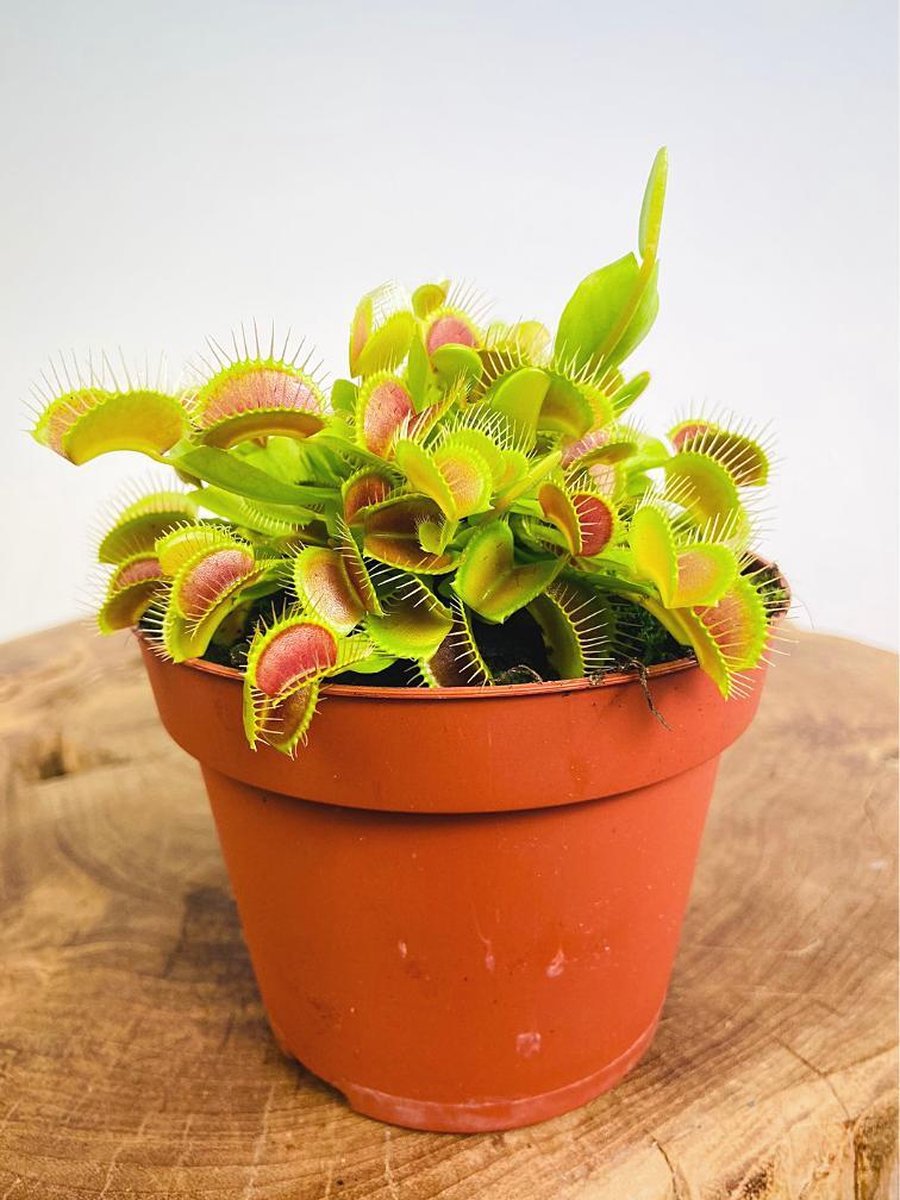 Venus vliegenval (Dionaea Muscipula) - GROOT | Ø 12 cm - Hoogte 15 cm | Vangt insecten in huis