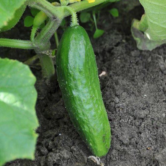Groene komkommer met lichte ribbels hangend aan een plant, omringd door bladeren en aarde.