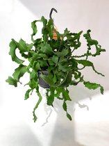Epiphyllum Guatemalensis 'Krul bladcactus' in hangpot (Trendy, Urban Jungle, Kamerplant, Hangplant, Trendy)