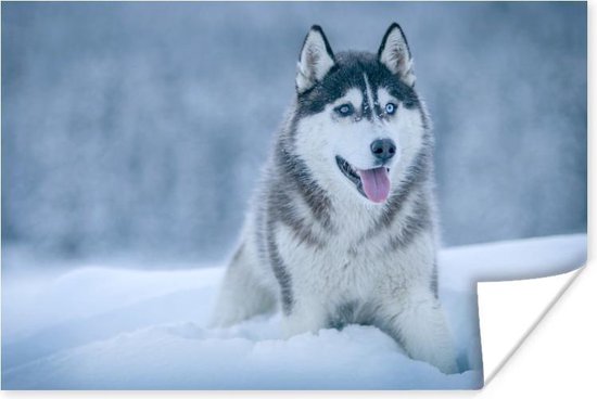 Poster Husky - Sneeuw - Natuur - 60x40 cm