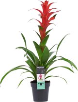 Bromelia Allura - Guzmania - Hoogte: ↑ 60 cm - Zon - Waterbehoefte: Weinig - diameter pot: 13 cm