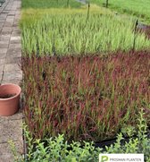 Aardbeienplant Fragaria Tenira zoete Aardbeien - terrasplant - balkon - moestuin - eigen kweek - tuin - lekker