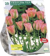 Plantenwinkel Tulipa Groenland Viridiflora tulpen bloembollen per 20 stuks