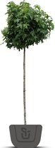 Bolamberboom | Liquidambar styraciflua Gumball | Stamomtrek: 10-12 cm | Stamhoogte: 180 cm