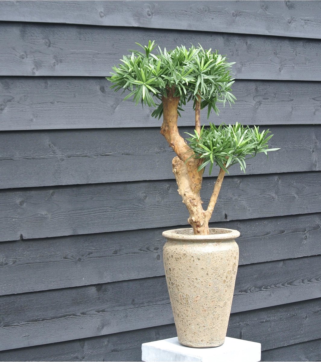 Design Kunstplant Podocarpus 70cm UV