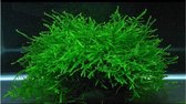 Moerings Barbieri mos in 80 cc cup - Aquariumplanten