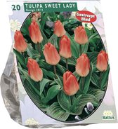 Plantenwinkel Tulipa Sweet Lady Greigii tulpen bloembollen per 20 stuks